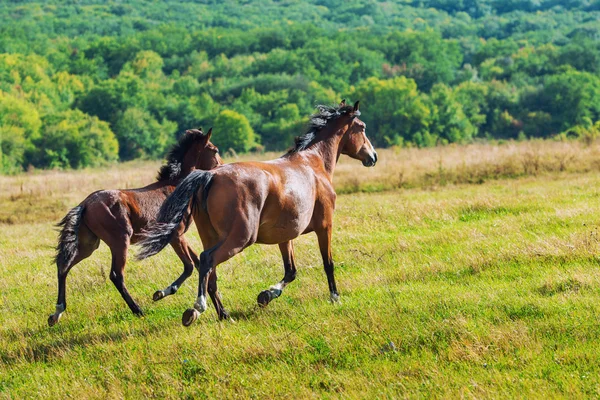 Correr caballos de bahía oscura — Foto de Stock