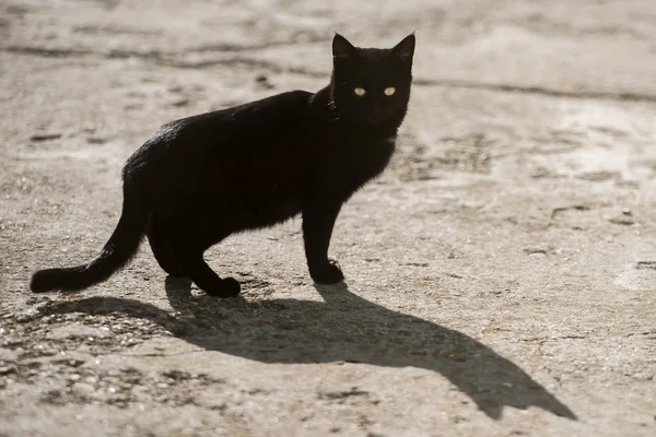 Negro hermoso gato — Foto de Stock