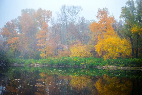 Bela floresta de outono — Fotografia de Stock