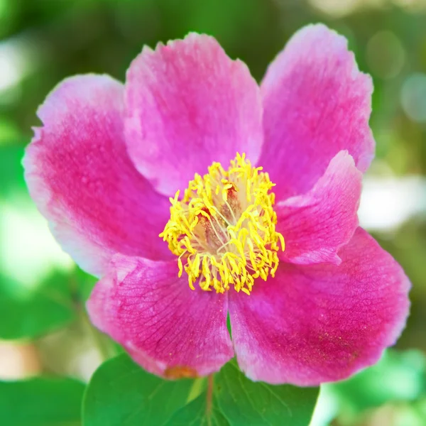 Schöne rosa Blume auf dem grünen Feld — Stockfoto