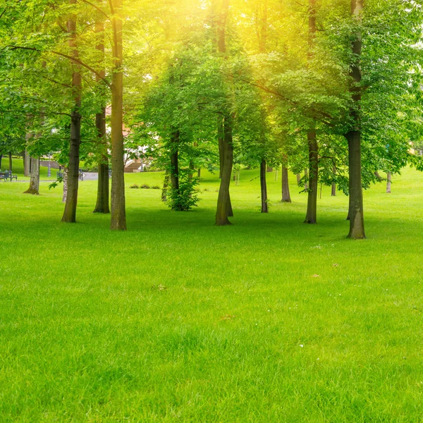 Prato verde con alberi — Foto Stock