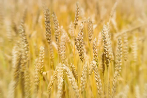 Field of wheat — Stock Photo, Image