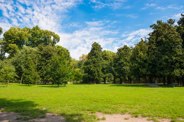 Green lawn with trees — Stock Photo, Image