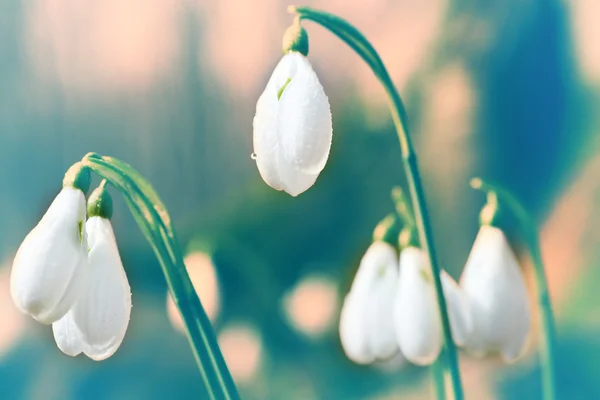 Primavera flores gota de neve — Fotografia de Stock
