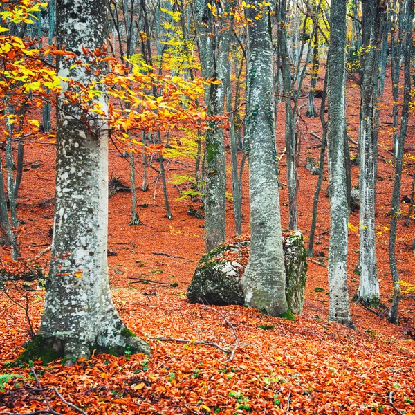 Bella foresta autunnale — Foto Stock