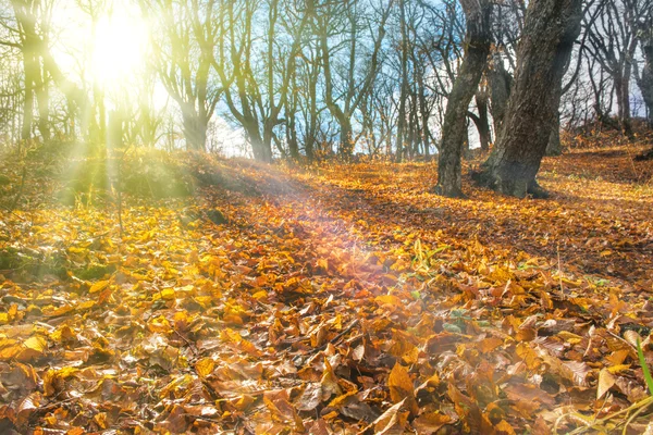 가을 숲 속의 아침 — 스톡 사진