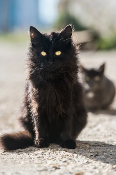 Gruppo di gatti — Foto Stock