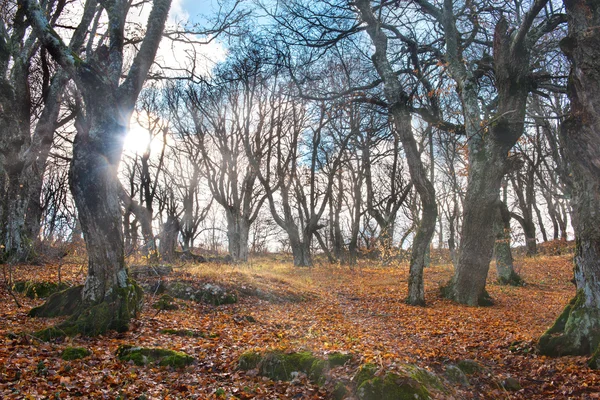 Ochtend in het herfstbos — Stockfoto