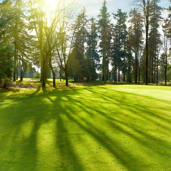 Prato verde con alberi — Foto Stock