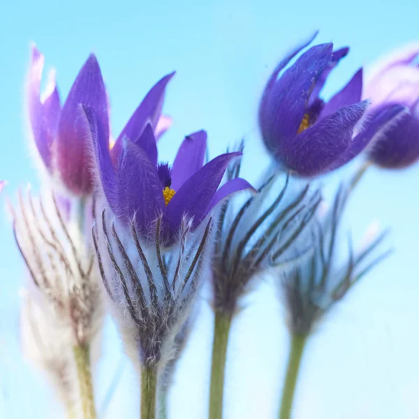 Elegancia Flores violetas —  Fotos de Stock