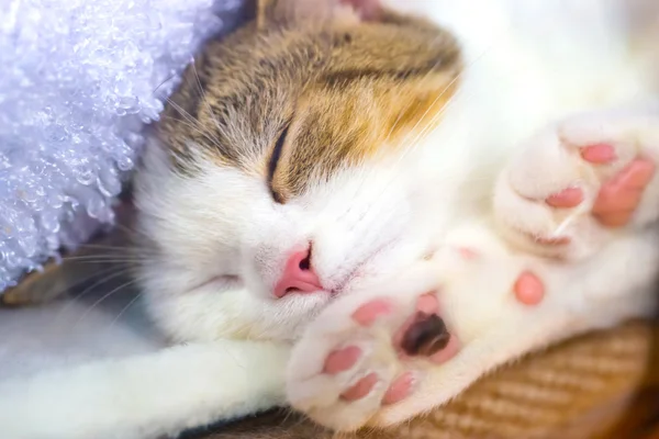 Mignon petit chaton avec pattes roses — Photo