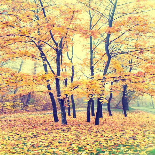 Piękny jesienny las — Zdjęcie stockowe