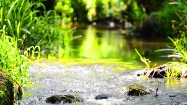 tropikal orman akarsu