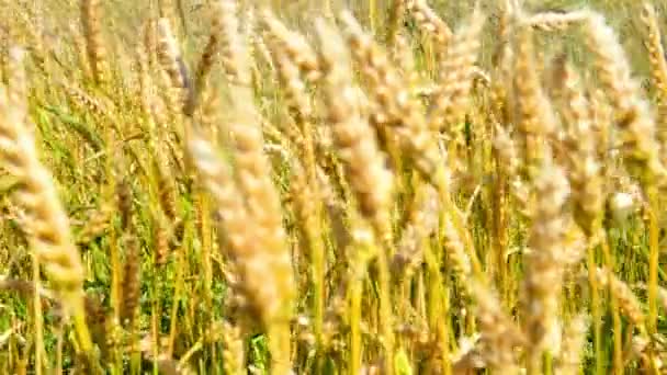 Campo di grano sul vento — Video Stock