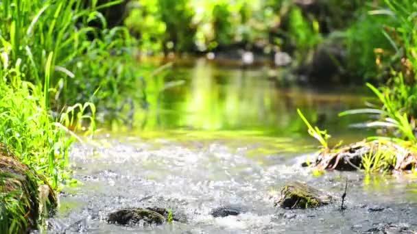 Stream in the tropical forest — Stock Video