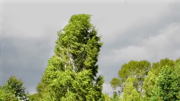 Birch tree on strong wind — Stock Video