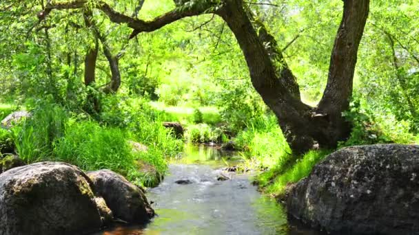 Arroyo en el bosque tropical — Vídeo de stock