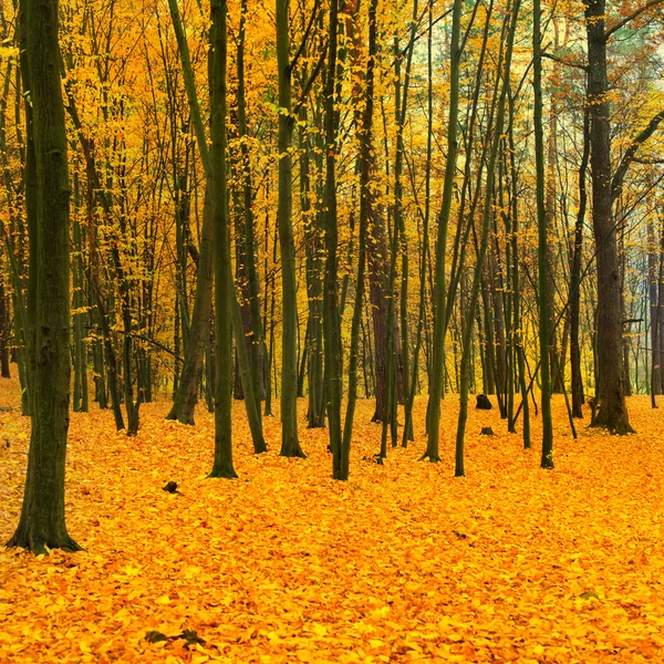 Vacker höst park — Stockfoto