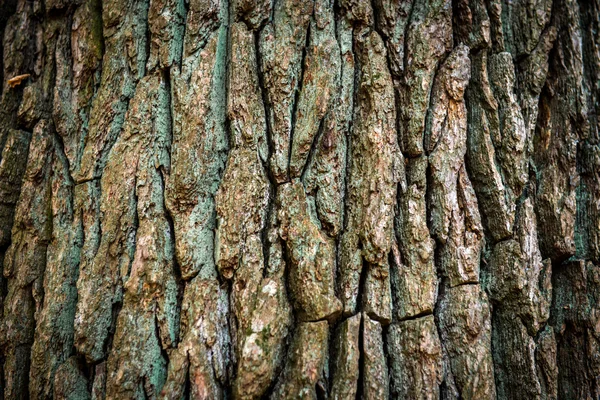 Brown oak bark — Stock Photo, Image