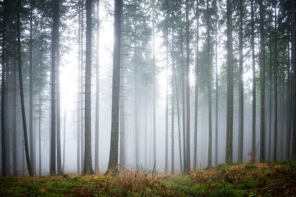 Mist in bos — Stockfoto