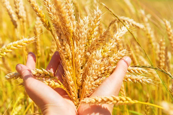 Pšenice v rukou — Stock fotografie