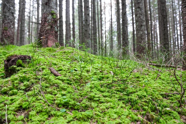 Green grass under big trees — Stock Photo, Image