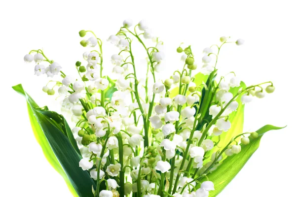 Lilies of the valley — Stock Photo, Image