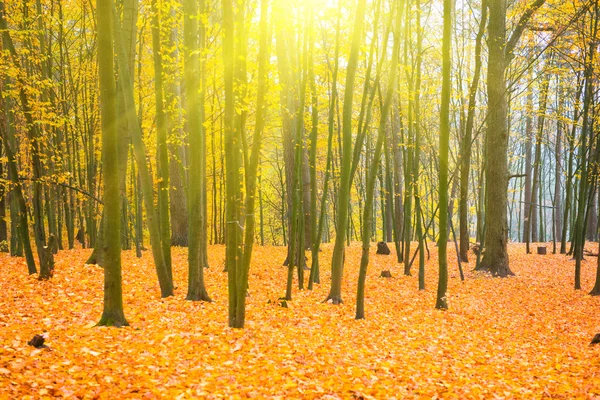 Mooie gevallen park — Stockfoto