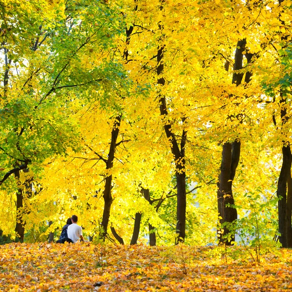 Herbstwald oder Park — Stockfoto