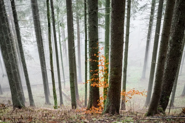 Nevoeiro misterioso na floresta — Fotografia de Stock