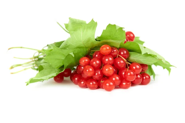 Bacche di guelder rosa — Foto Stock