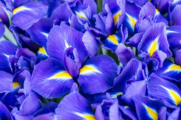 Fiori blu Iris — Foto Stock