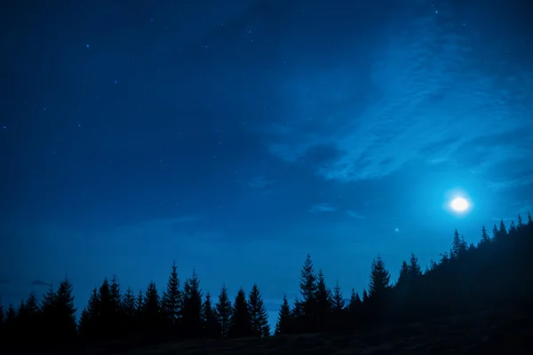 Kiefernwald bei Nacht — Stockfoto