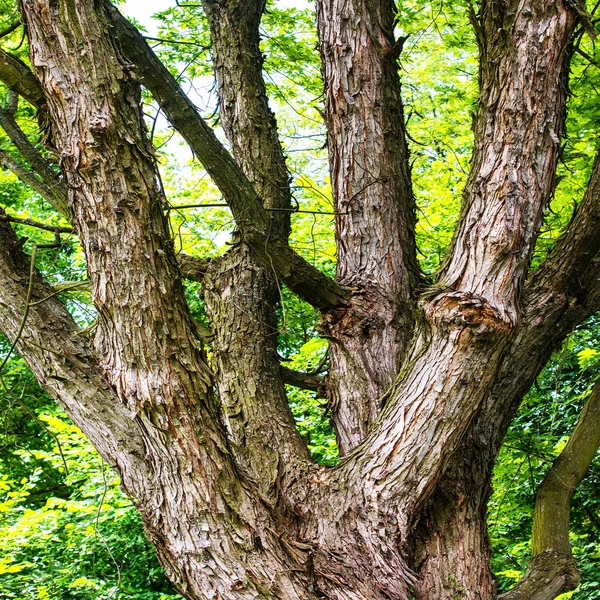 大きな樫の木 — ストック写真
