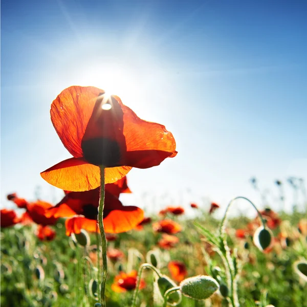 Red poppies on the green field — Stock Photo, Image