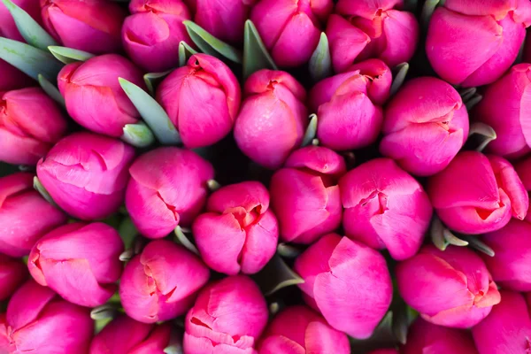 Taze Pembe Laleler — Stok fotoğraf