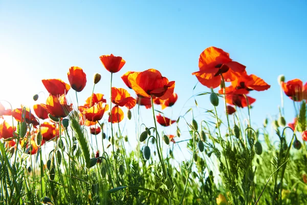 Field of beautiful red poppies — Stock Photo, Image