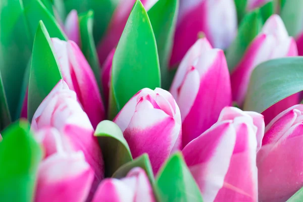 Tulipanes Rosa y Blanco —  Fotos de Stock