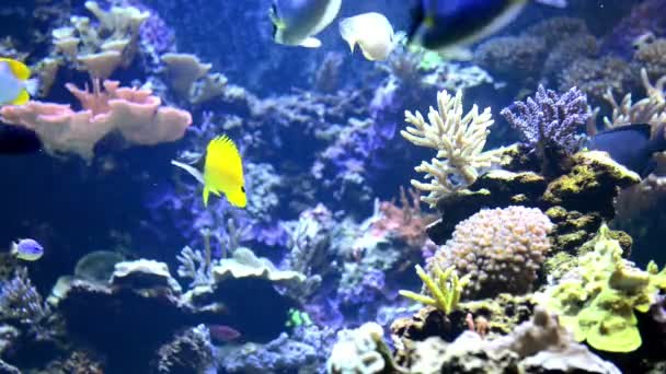 Peces tropicales cerca del arrecife de coral — Vídeo de stock