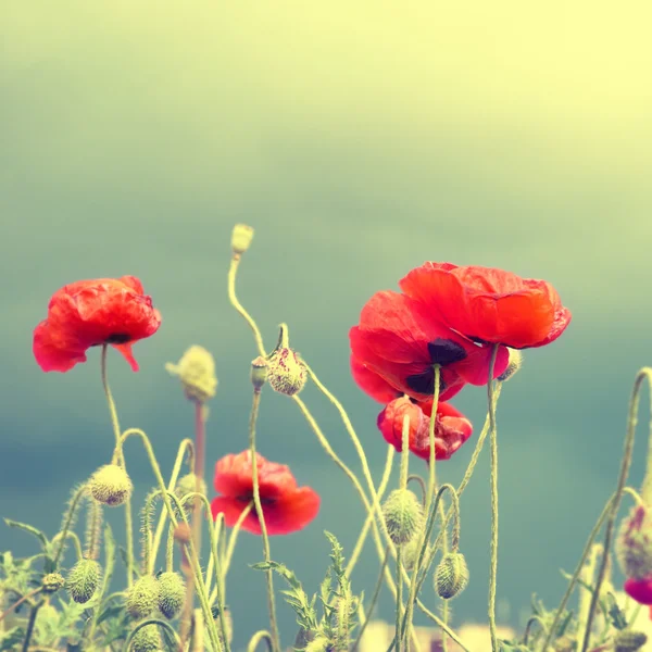 美丽的红色罂粟花田 — 图库照片