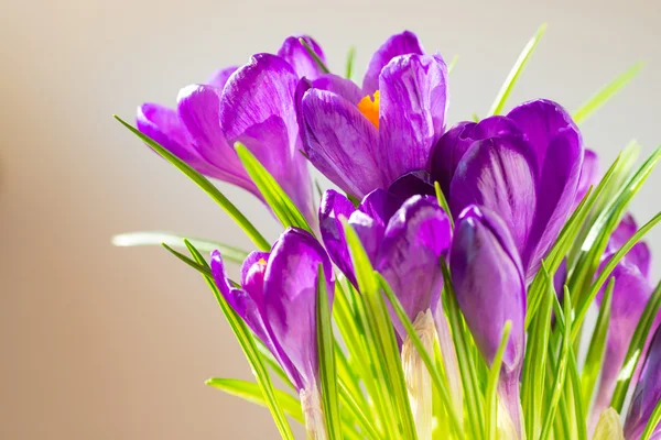 Första vårblommor — Stockfoto