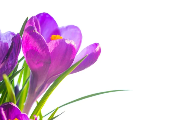 Bouquet de crocus violets — Photo