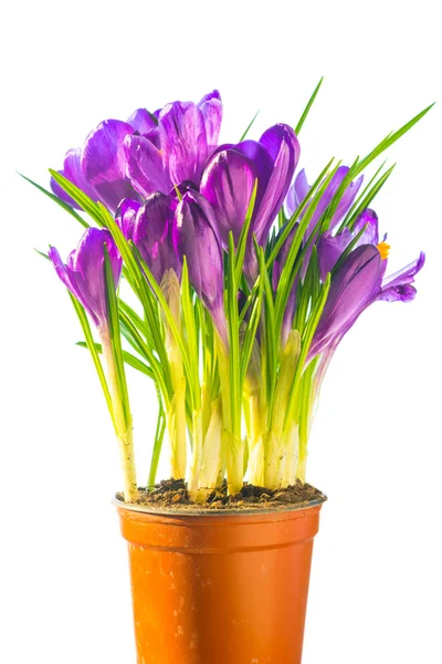 Bouquet de crocus violets — Photo