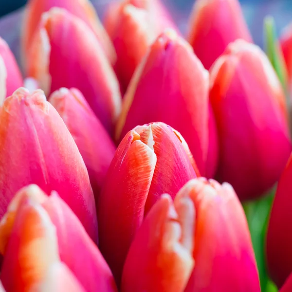 Tulipanes frescos coloridos —  Fotos de Stock
