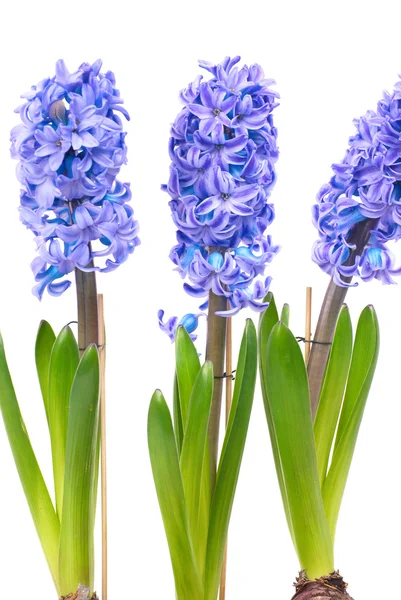 Blå blommor hyacinthes — Stockfoto