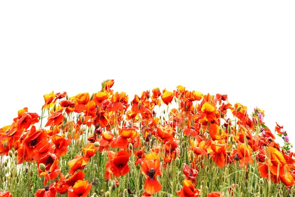 Hermosas amapolas rojas —  Fotos de Stock