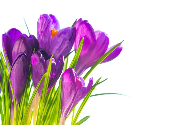 紫のクロッカスの花束 — ストック写真