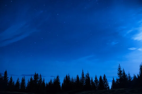 Δάσος με πεύκα κάτω από τον νυχτερινό ουρανό — Φωτογραφία Αρχείου
