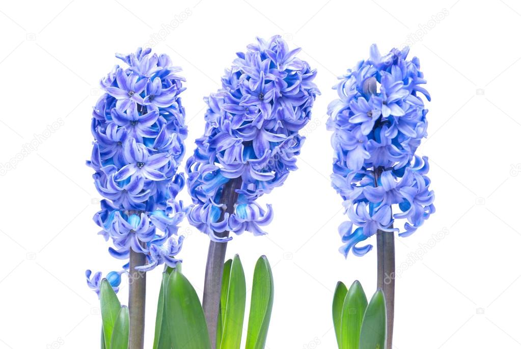 Blue flowers hyacinthes