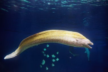 moray avcılık su altında